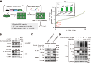 Deubiquitinase USP6 stabilizes oncogenic RUNX1 fusion proteins to promote the leukemic potential and malignant progression