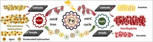 Ferrihydrite redox enhanced biodegradation of petroleum hydrocarbons coupling with conversion of soil multi-elements by electron transfer