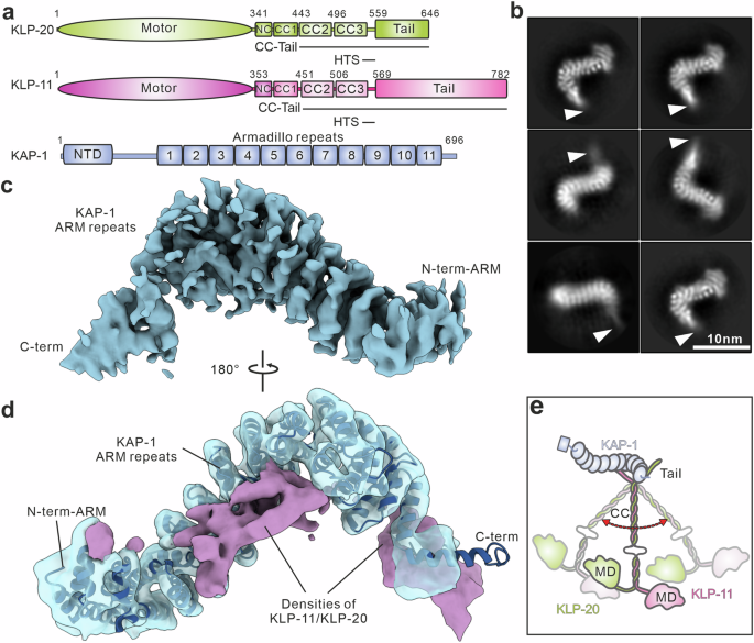 A mutual co-recognition mechanism ensures the proper assembly of heterotrimeric kinesin-2 for intraflagellar transport