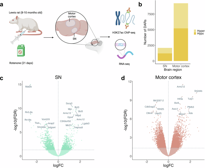 Unique nigral and cortical pathways implicated by epigenomic and transcriptional analyses in rotenone Parkinson’s model