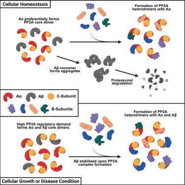 Regulatory mechanisms of PP2A complex assembly driven by physicochemical differences in A-subunit isoforms