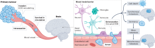 Metabolic adaptations of brain metastasis