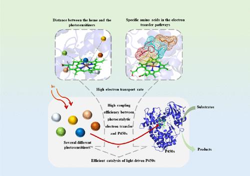 From Tradition to Innovation: The Transition of P450 Enzyme Catalysis via Light-Driven Electron Transfer