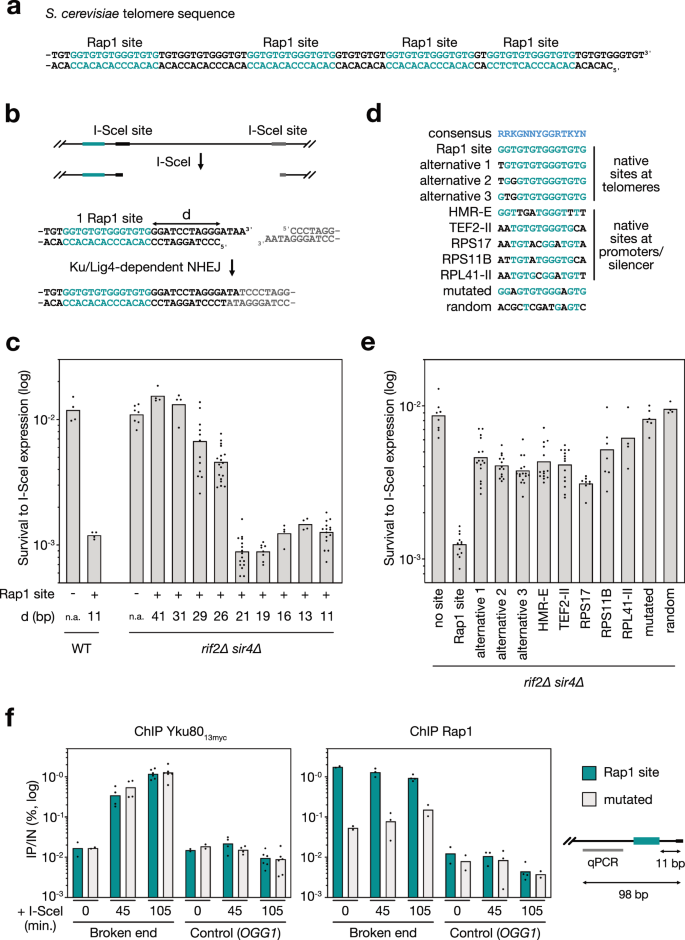 Restriction of Ku translocation protects telomere ends