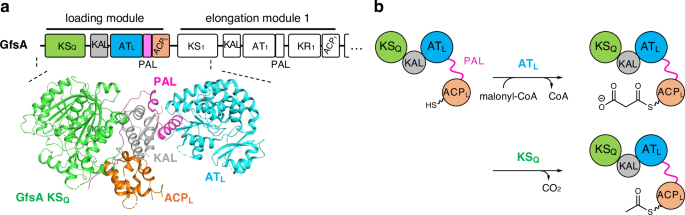 Ancestral sequence reconstruction as a tool for structural analysis of modular polyketide synthases