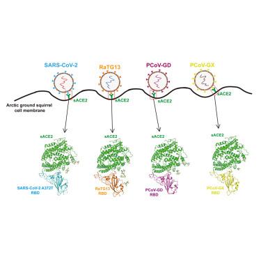 Cross-species recognition of squirrel ACE2 by the receptor binding domains of SARS-CoV-2, RaTG13, PCoV-GD and PCoV-GX