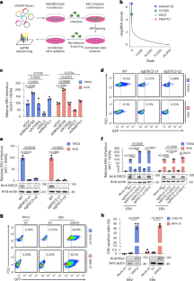 Desmocollin 2 is a dominant entry receptor for Epstein–Barr virus infection of epithelial cells