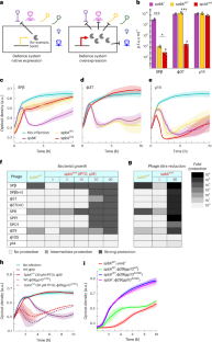 Expression level of anti-phage defence systems controls a trade-off between protection range and autoimmunity
