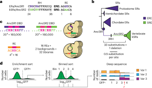 The structure of an ancient genotype–phenotype map shaped the functional evolution of a protein family
