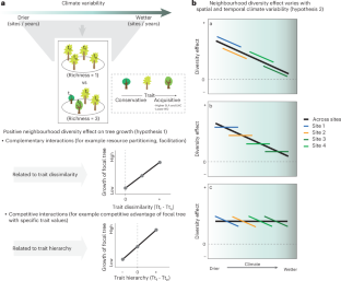 Neighbourhood diversity increases tree growth in experimental forests more in wetter climates but not in wetter years