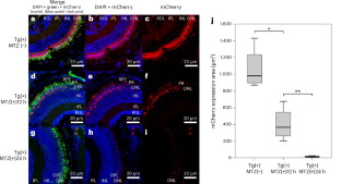 Assessment of a novel color vision optomotor response assay in zebrafish larvae with red cone ablation