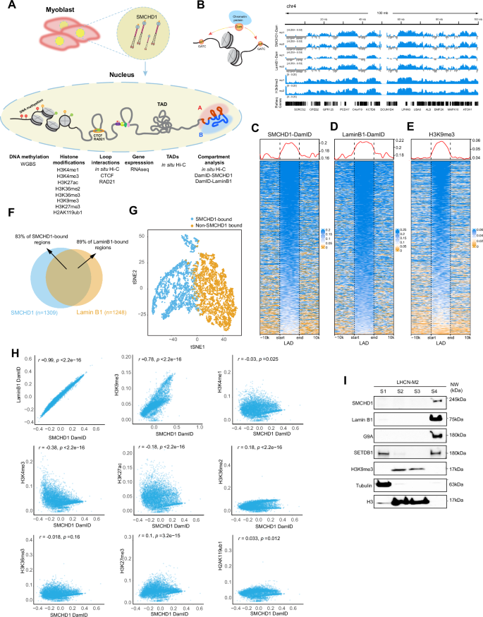 SMCHD1 maintains heterochromatin, genome compartments and epigenome landscape in human myoblasts