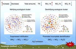 Metatranscriptomic insights into nitrogen loss mediated by multi-kingdom microbial interactions in periphytic biofilms under imidacloprid exposure