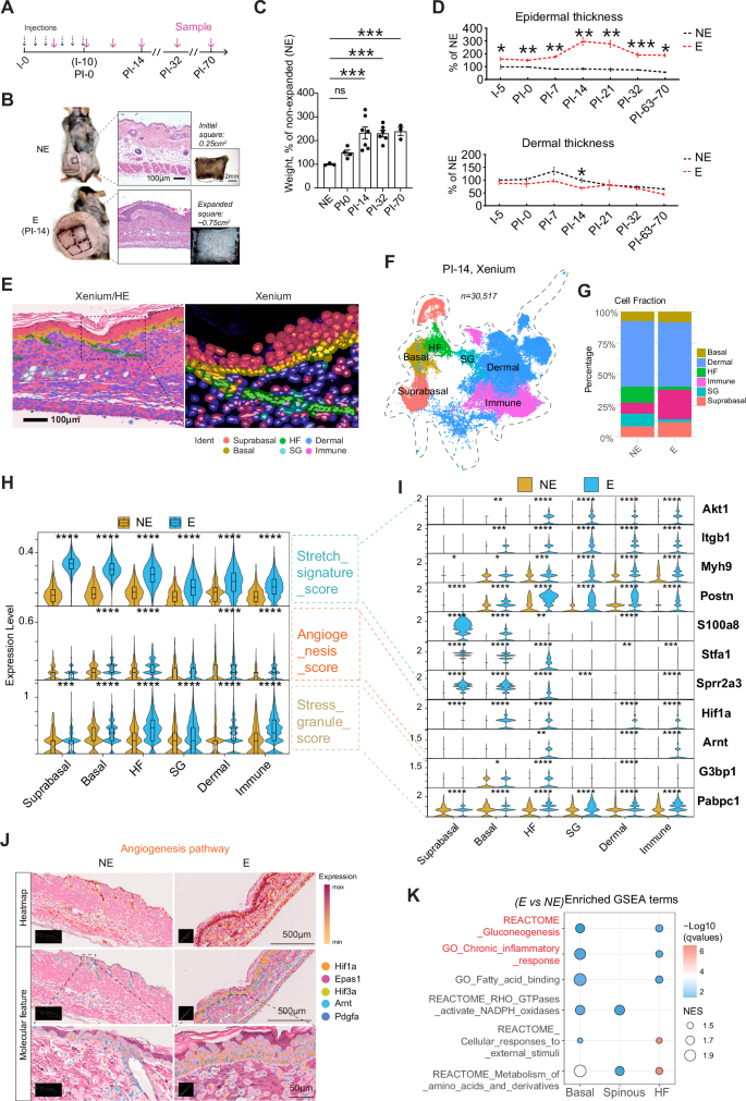 The mechanotransducer Piezo1 coordinates metabolism and inflammation to promote skin growth