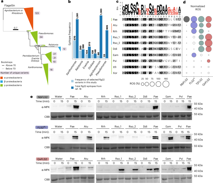 Unlocking expanded flagellin perception through rational receptor engineering