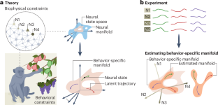 A neural manifold view of the brain