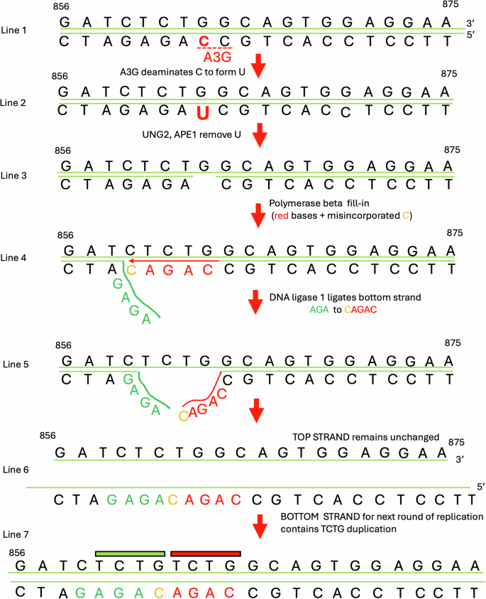 On the mechanism of NPM1 mutations in acute myeloid leukemia