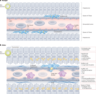 Liver, ageing and disease