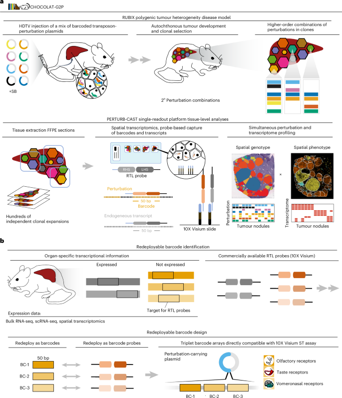 Integrated in vivo combinatorial functional genomics and spatial transcriptomics of tumours to decode genotype-to-phenotype relationships