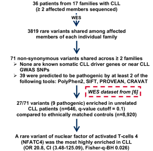 Rare germline variant in NFATC4 associated with familial CLL