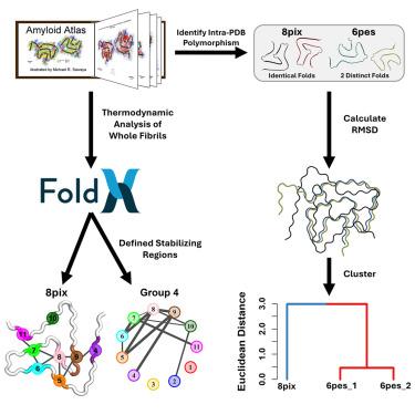 Structural and thermodynamic classification of amyloid polymorphs