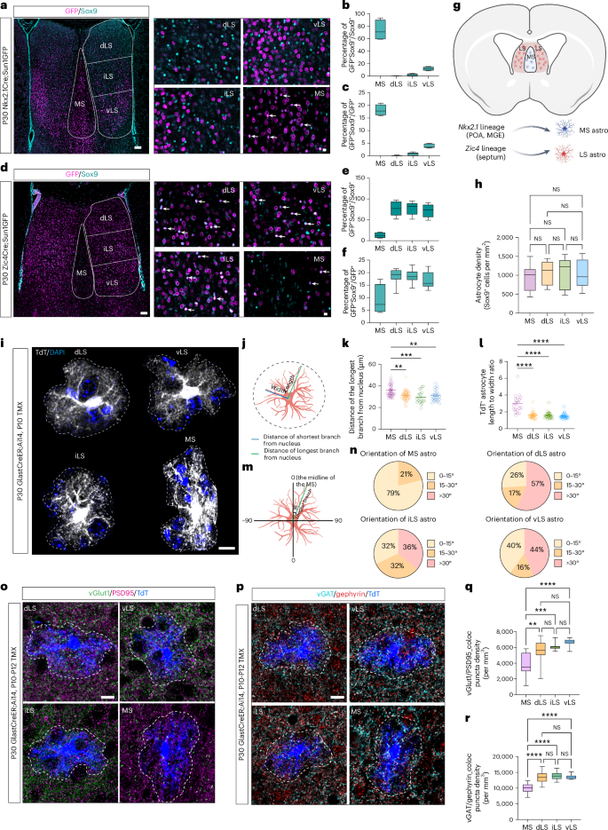 Astrocyte specification in the mouse septum is shaped by both developmental origin and local signals