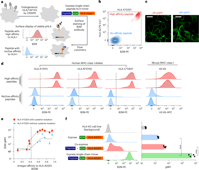 Massively parallel immunopeptidome by DNA sequencing provides insights into cancer antigen presentation