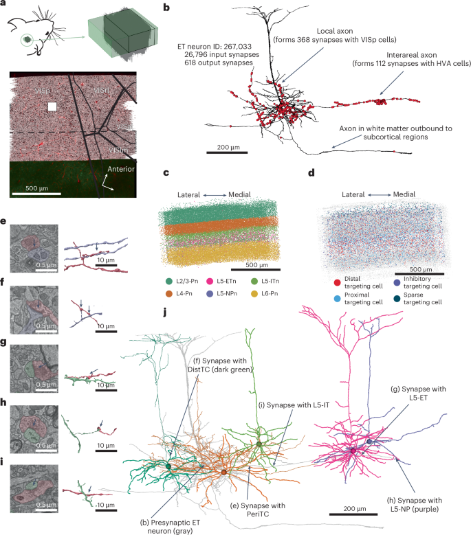 The synaptic architecture of layer 5 thick tufted excitatory neurons in mouse visual cortex