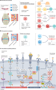 Dynamic macrophage phenotypes in autoimmune and inflammatory rheumatic diseases