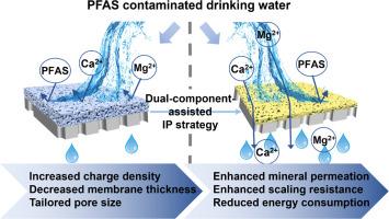 Enhancing selectivity of nanofiltration membranes for mineral ions and per- and polyfluoroalkyl substances via dual-component-assisted interfacial polymerization