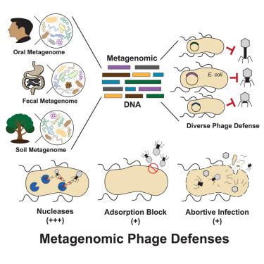 Metagenomic selections reveal diverse antiphage defenses in human and environmental microbiomes