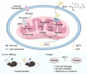 Boronic acid derivatives inhibit Candida albicans growth by compromising energy metabolism