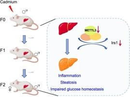 The involvement of m6A RNA methylation in the transgenerational inheritance of hepatotoxicity induced by paternal cadmium exposure