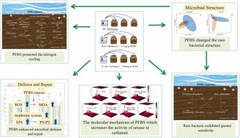 Effects of Perfluorobutanesulfonic acid (PFBS) on the sediment microbial communities, and the interaction mechanism with urease and extracellular polymeric substances (EPS)
