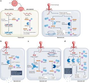 Manipulation of the nucleotide pool in human, bacterial and plant immunity