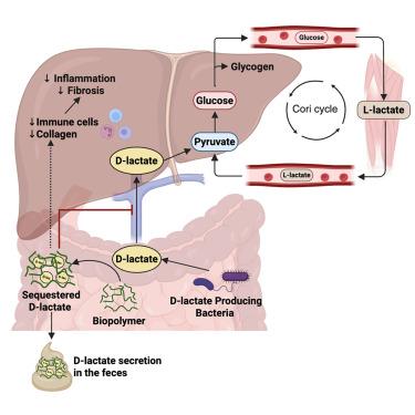 Gut substrate trap of D-lactate from microbiota improves blood glucose and fatty liver disease in obese mice