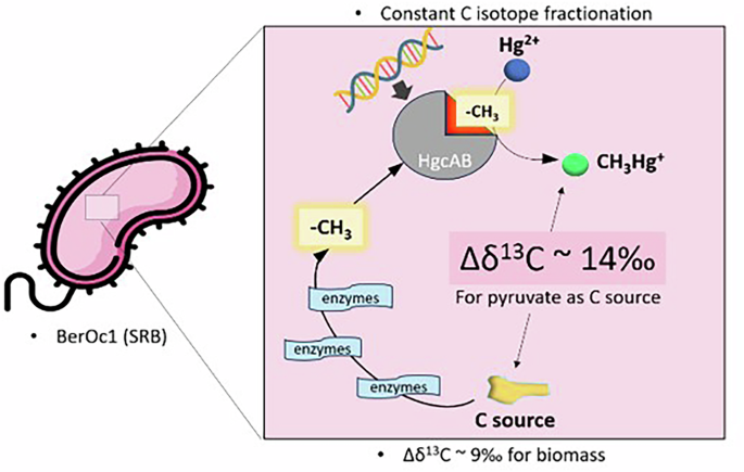 Methylmercury carbon isotope fractionation during biotic methylation by the bacterial BerOc1 strain