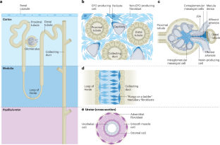 The kidney stroma in development and disease