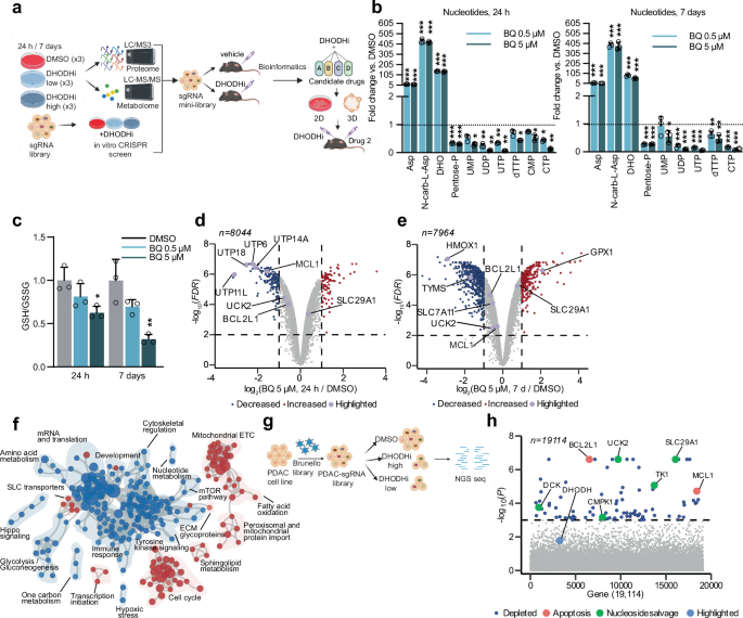 De novo pyrimidine biosynthesis inhibition synergizes with BCL-XL targeting in pancreatic cancer