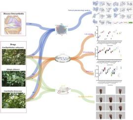 Discovery of Semiliquidambar cathayensis and its parent species as potent anti-osteoarthritic agents through integrated in vitro, in vivo and network pharmacological analyses