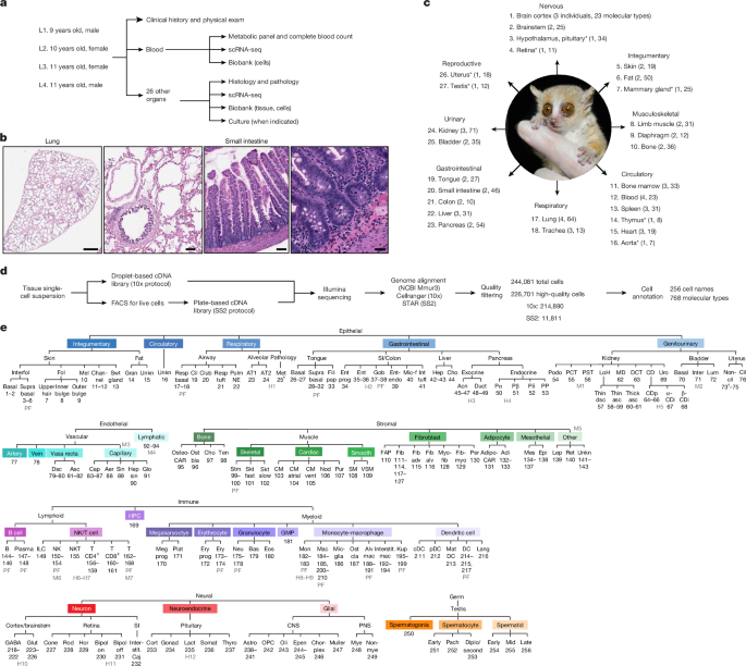 A molecular cell atlas of mouse lemur, an emerging model primate