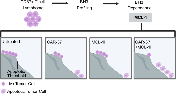 Combining MCL-1 inhibition and CD37-directed chimeric antigen receptor T cells as an effective strategy to target T-cell lymphoma