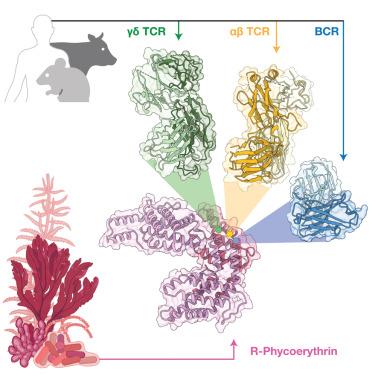 Antibody-like recognition of a γδ T cell receptor toward a foreign antigen