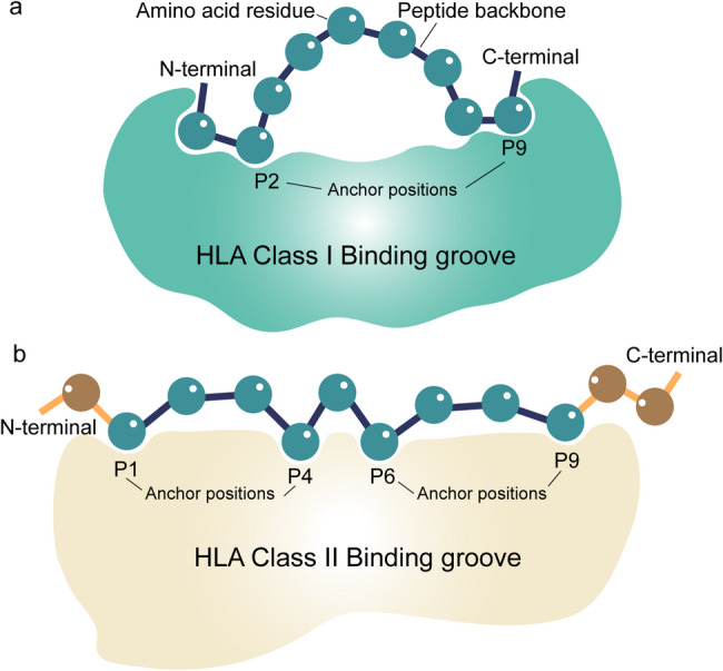 Computation strategies and clinical applications in neoantigen discovery towards precision cancer immunotherapy.