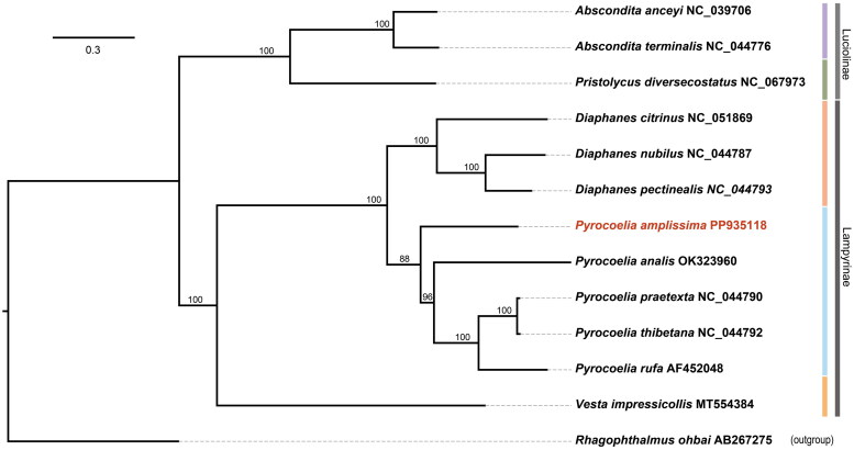 The mitochondrial genome of the firefly, <i>Pyrocoelia amplissima</i> (Olivier, 1886) (Coleoptera: Lampyridae) and its phylogenetic analysis.