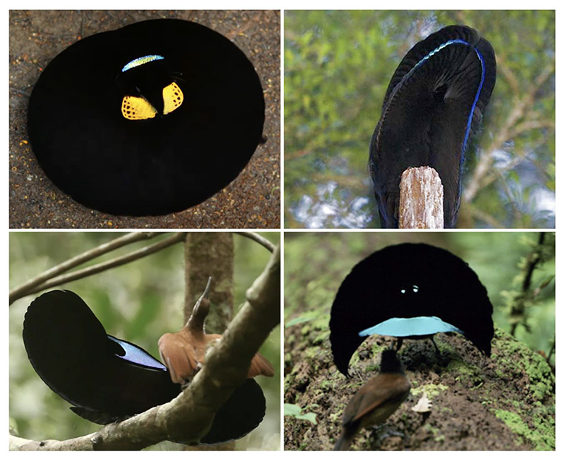 Contingency, determinism, and constraint in the evolution of elaborate courtship phenotypes.