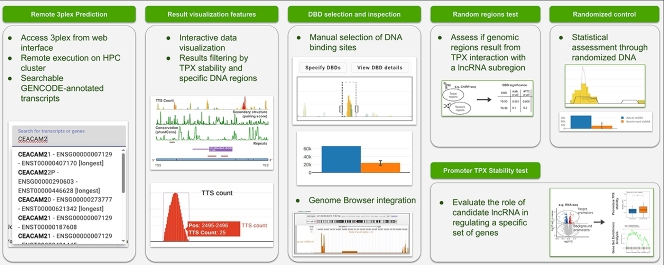 3plex Web: An interactive platform for RNA:DNA triplex prediction and analysis.