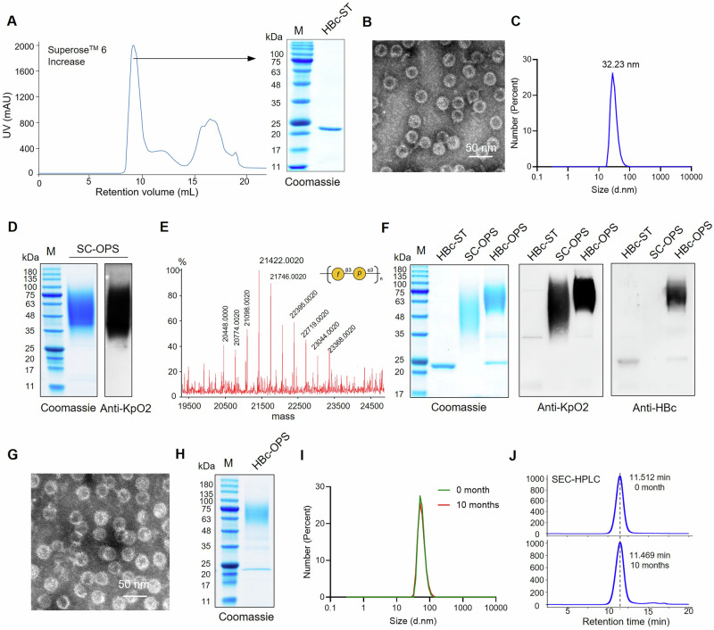 Modular assembly and immunological evaluation of a promising bioconjugate nanovaccine against Klebsiella pneumoniae O2 serotype.
