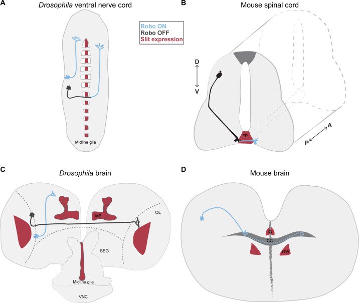 The Slit-Robo signalling pathway in nervous system development: a comparative perspective from vertebrates and invertebrates.