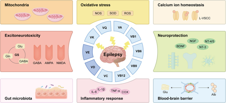 From the different pathogenesis of epileptogenesis: vitamins as an adjunctive treatment for epilepsy.